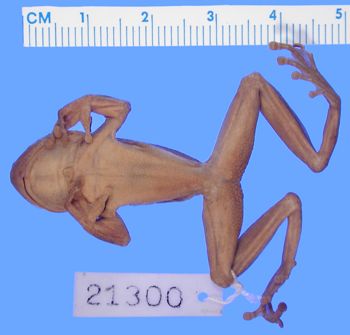 Media type: image; Herpetology A-21300